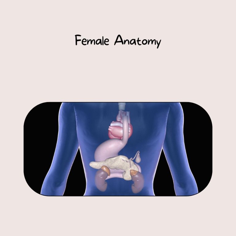 How to draw female anatomy?