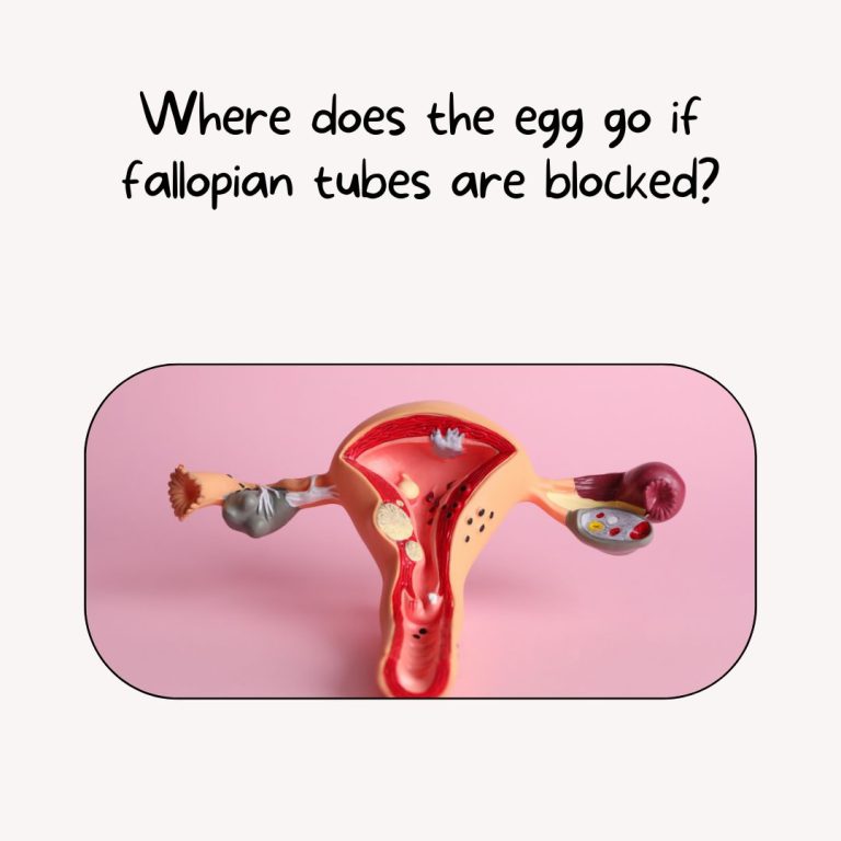 Where does the egg go if fallopian tubes are blocked?