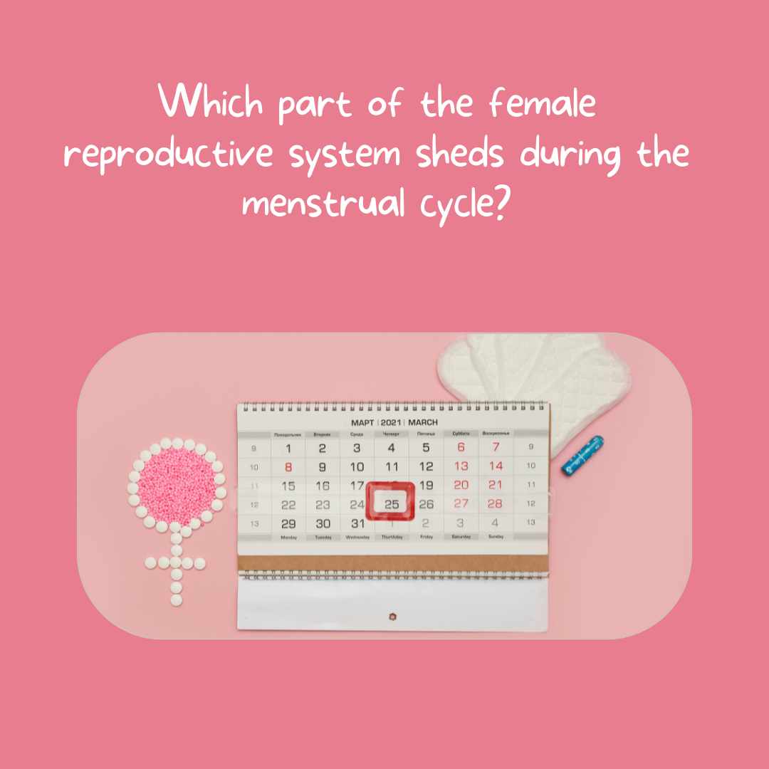 Which part of the female reproductive system sheds during the menstrual cycle