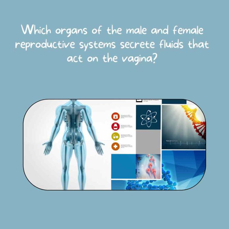 Which organs of the male and female reproductive systems secrete fluids that act on the vagina?